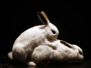 streamate bunny contest